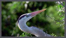 Great Blue Heron Clip